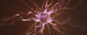 Immagini neuronali