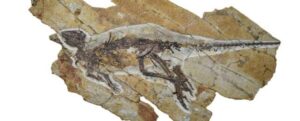 La Voce Antica Rivela Finalmente Come Potevano Suonare i Dinosauri