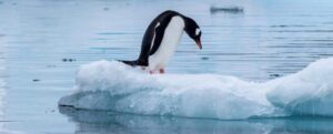 pinguino gentoo sul ghiaccio