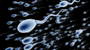 Teste piccole, grande impatto: Cosa ci dice la morfologia degli spermatozoi sulla fertilità