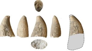 Un dente di balena spermatozoa di 4.000 anni rivela che i primi esseri umani razziavano le coste marine