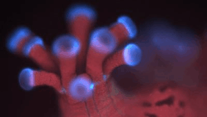 Un'immagine di fluorescenza del corallo Stylophora pistillata. La maggior parte del corallo è rossa, con polipi che brillano di viola.