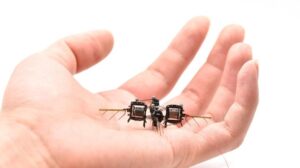 Gli scienziati imitano il cervello delle api per costruire un'IA efficiente che vede e impara in movimento