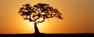 silhouette di un albero di fico che cresce da un terreno altrimenti piatto, con un caldo sole giallo e arancione dietro.
