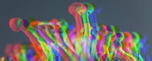 La psilocibina estende la vita delle cellule umane del 50% in un nuovo studio sorprendente