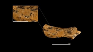 Dettaglio della vertebra cervicale di un bambino di età compresa tra 2 e 5 anni, con segni di taglio che evidenziano pratiche cannibalistiche da parte di altri esseri umani.