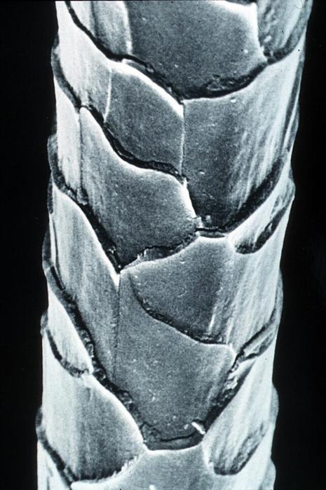 Micrografia elettronica di una fibra di lana merino pulita