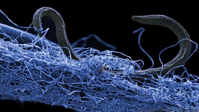 Questo nematode non identificato è stato trovato sul fondo di una miniera d'oro in Sudafrica, a circa 1,4 chilometri sotto la superficie.