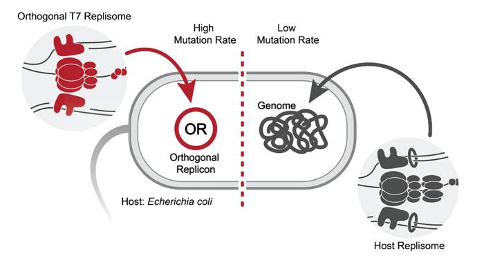 Schema del sistema T7-ORACLE. Il genoma è mantenuto dal replisoma ospite non mutagenico (grigio), mentre un replisoma T7 ortogonale (rosso) mantiene solo un plasmide dedicato (OR) a un tasso di mutazione elevato di 100.000 volte.