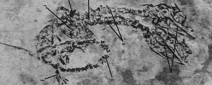 Incredibile fossile rivela una creatura a due teste dell'era dei dinosauri