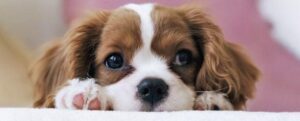 Il tuo cane ha un'abilità unica di leggere la tua mente. Ecco perché.