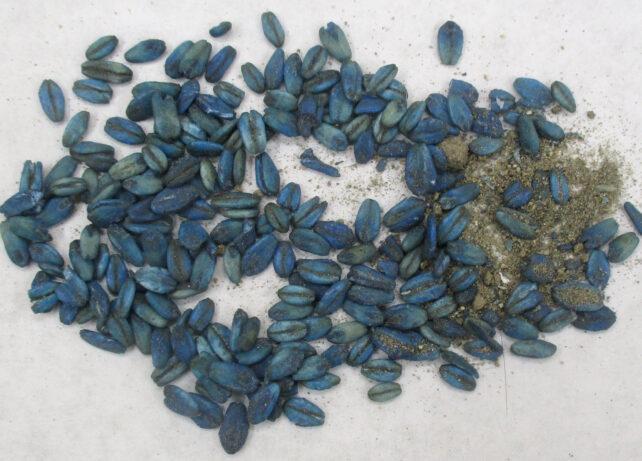 Esche tinto di blu avvelenate con rodenticida