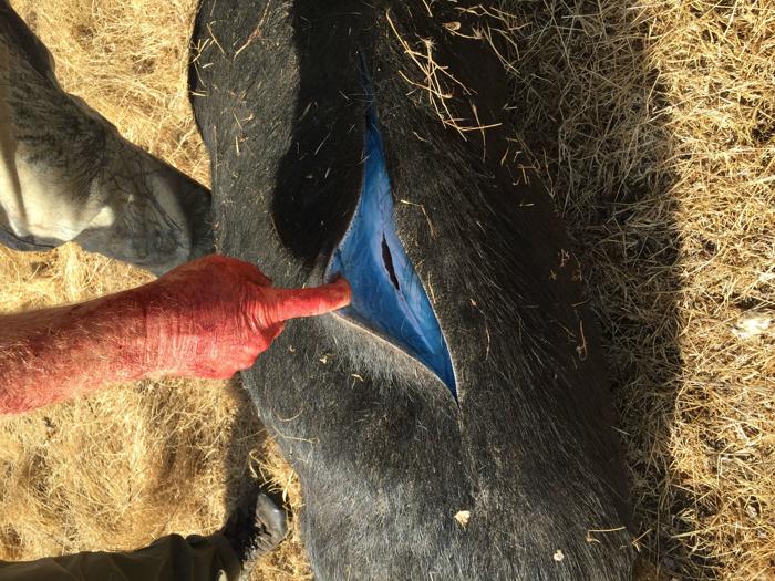 Cinghiale nero con la pelle spostata che mostra carne blu brillante.