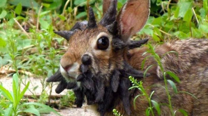 Bunny.jpg