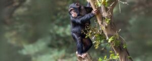 I nostri antenati potrebbero aver camminato eretti molto prima di lasciare gli alberi