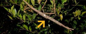 Un enorme insetto stecco trovato nascosto nella foresta pluviale potrebbe essere il più pesante dell'Australia