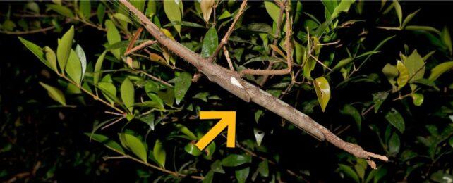 Chonky-stick-insect-1-642x260-1.jpg