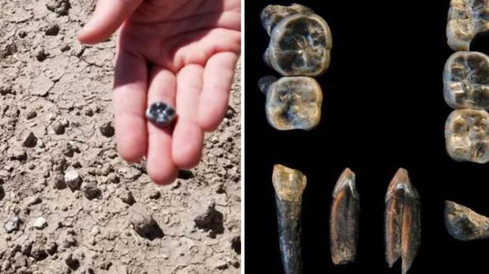 I denti fossili svelano una nuova specie umana primitiva che visse 2,8 milioni di anni fa in Africa
