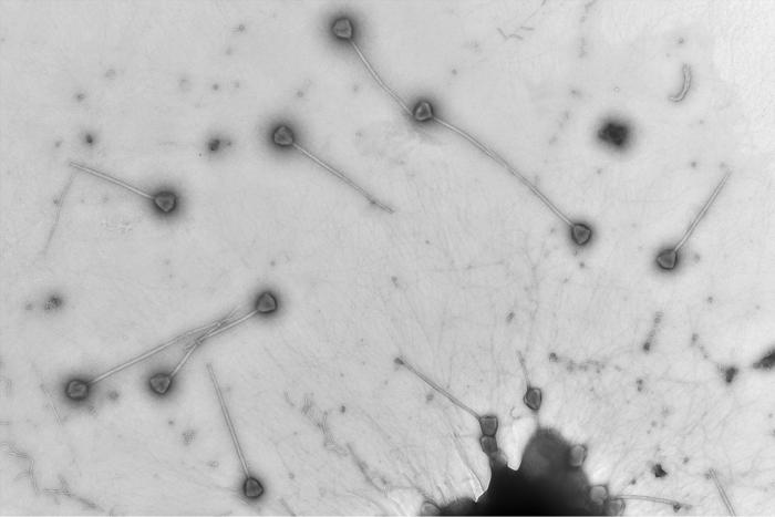 micrografia con molti virus con code lunghe e dritte
