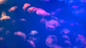 Un'enorme invasione di meduse costringe alla chiusura totale della più grande centrale nucleare della Francia