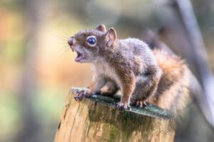 Scoiattoli grotteschi con tumori che colano invadono i giardini degli Stati Uniti, i mangiatoie per uccelli sono accusate