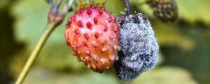 Una fragola sana accanto a una marcia per la muffa