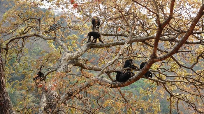 Cinque scimpanzé appesi in alto tra i rami di un grande albero