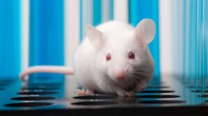 Le cellule staminali dei topi sopravvivono sei mesi nello spazio, producono prole sana sulla Terra