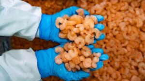 Gamberi radioattivi? Gli Stati Uniti bloccano un importante fornitore indonesiano dopo l'allerta sul cesio-137