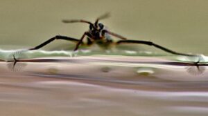 I ricercatori creano un piccolo robot ispirato ai saltatori d'acqua che scivola sulla superficie dell'acqua