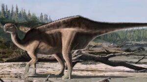 dinosauro delle dimensioni di un bisonte di 120 milioni di anni con una vela sulla schiena scoperto in Inghilterra