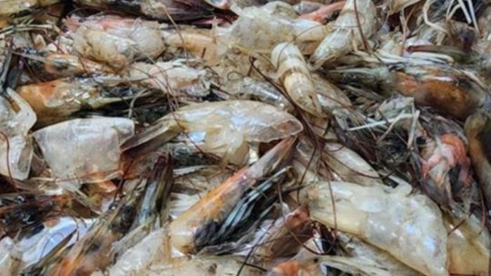 Gli Emirati Arabi Uniti trasformano i rifiuti di pesce in un potente materiale per la cattura del carbonio nella lotta contro il cambiamento climatico