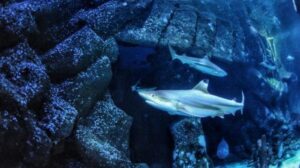 Le mascelle minacciano: L'acidificazione degli oceani sta minacciando l'arma più cruciale degli squali