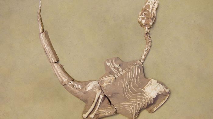 dinosauro simile a un uccello di 75 milioni di anni con artigli massicci trovato in Mongolia