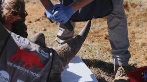Difesa nucleare per i rinoceronti? Corna radioattive lanciate per combattere la caccia illegale
