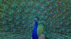 I pavoni possono sparare raggi giallo-verdi dalle piume della coda, scoprono gli scienziati