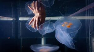 Le meduse cyborg microchippate potrebbero rivelare i segreti delle frontiere oceaniche più oscure della Terra