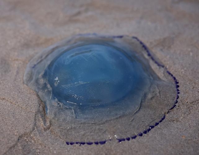 Una grande medusa blu che giace sulla sabbia