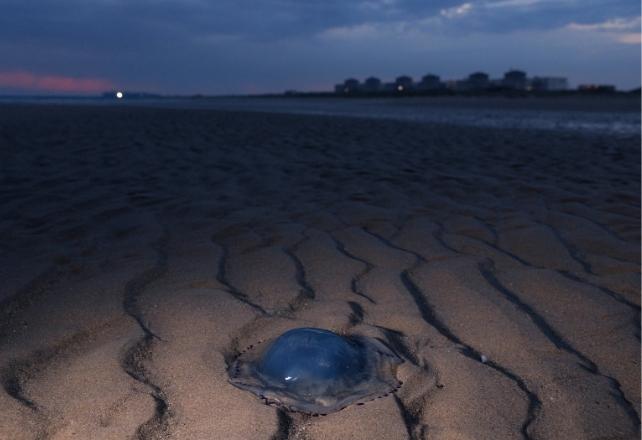 Meduse su una spiaggia scura in primo piano, con una centrale nucleare visibile sullo sfondo