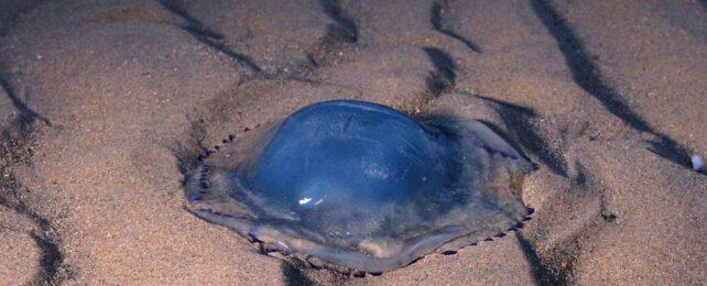 JellyfishOnDivetsInSand-642x260-1.jpg