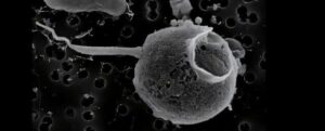 Questo gigante patogeno ha la coda più lunga mai vista in un virus