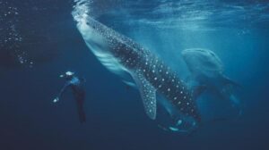 Squali balena segnati: uno studio collega l'80% delle ferite all'attività umana in Indonesia