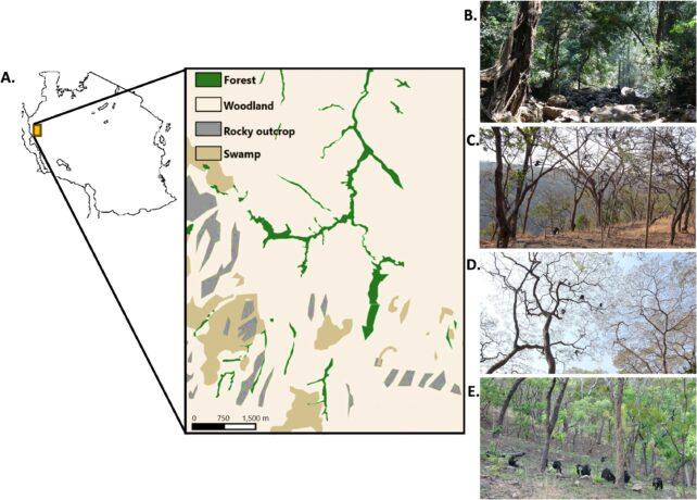 I primi esseri umani potrebbero aver praticato il camminare sugli alberi