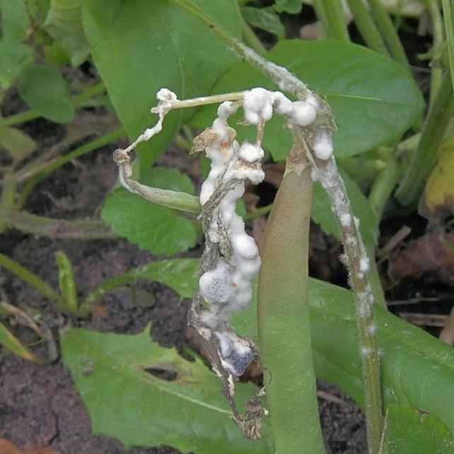 Funghi di muffa bianca su una pianta verde