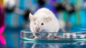Cellule cerebrali umane trapiantate nei topi per aumentare il piacere e alleviare la depressione