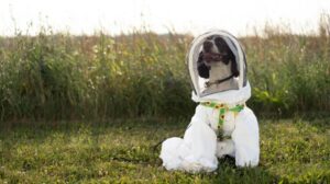Come un cane poliziotto in pensione del Michigan sta ora aiutando a rintracciare batteri mortali nelle api