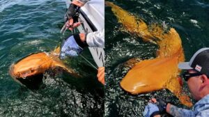 Squalo dagli occhi spettrali con pelle arancione brillante scoperto nelle profonde acque dei Caraibi