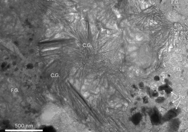 bennu sotto un microscopio
