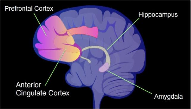 diagramma del cervello