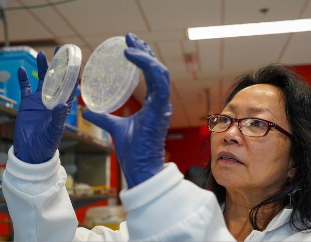 una scienziata donna in un camice da laboratorio tiene due piastre Petri alla luce con le sue mani guantate di blu